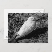 Carte Postale White Pigeon v2 (Devant / Derrière)