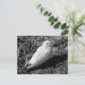 Carte Postale White Pigeon v2 (Debout devant)