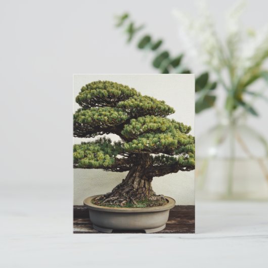 Carte Postale White Pine Bonsai Tree (Debout devant)