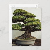 Carte Postale White Pine Bonsai Tree (Devant / Derrière)