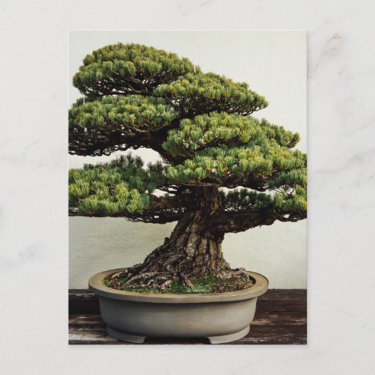 Carte Postale White Pine Bonsai Tree (Devant)