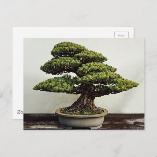 Carte Postale White Pine Bonsai Tree (Devant / Derrière)