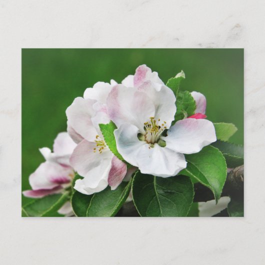 Carte Postale White Pink (Devant)