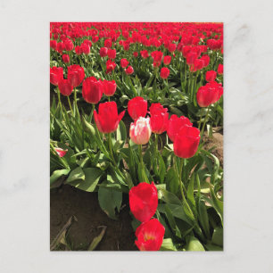 Carte Postale White & Pink Tulip dans Red Tulip Field, Oregon