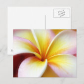 Carte Postale White Plumeria Frangipani Hawaii Flower Hawaiian (Devant / Derrière)