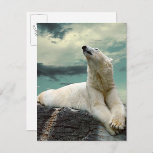 Carte Postale White Polar Bear (Devant / Derrière)