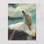 Carte Postale White Polar Bear (Devant)
