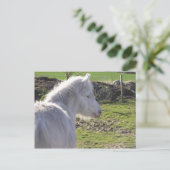 Carte postale White Pony (Debout devant)