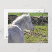 Carte postale White Pony (Devant / Derrière)
