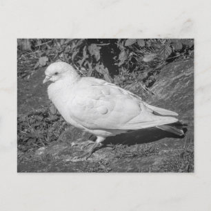 Carte Postale White Rock Dove. Lac Roath Park, Cardiff, Pays de 