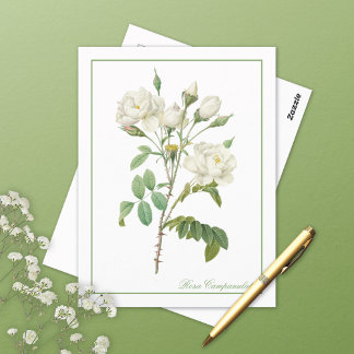 Carte Postale White Rosa Campanulata Redoute Postcard
