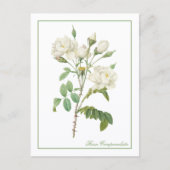 Carte Postale White Rosa Campanulata Redoute Postcard (Devant)