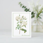 Carte Postale White Rosa Campanulata Redoute Postcard (Debout devant)