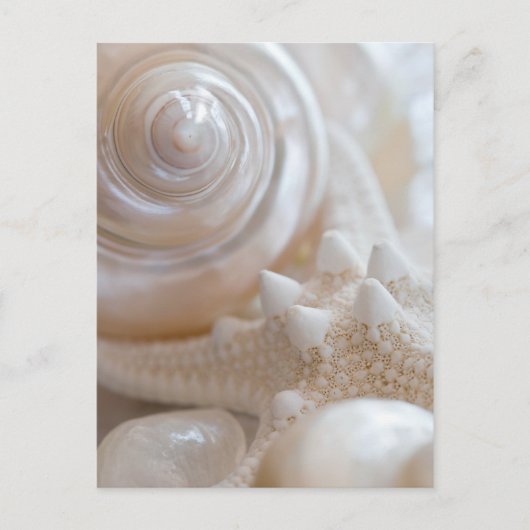 Carte Postale White Seashell Starfish Tropical Beach Sea Shells (Devant)