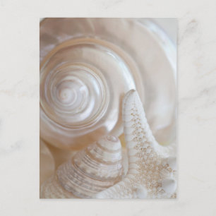 Carte Postale White Seashells Starfish Tropical Beach Sea Shells