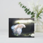 Carte Postale White siamese Fighting Fish (Debout devant)