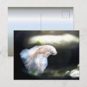 Carte Postale White siamese Fighting Fish (Devant / Derrière)