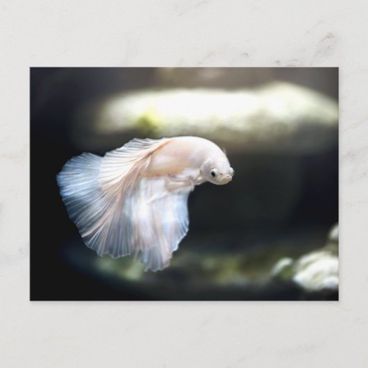 Carte Postale White siamese Fighting Fish (Devant)