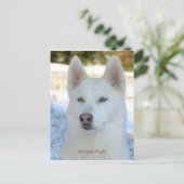 Carte postale White Siberian Husky (Debout devant)