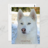 Carte postale White Siberian Husky (Devant / Derrière)