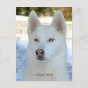 Carte postale White Siberian Husky