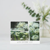Carte Postale White Spider Lily (Debout devant)