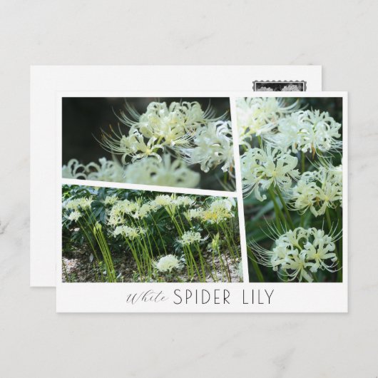 Carte Postale White Spider Lily (Devant / Derrière)
