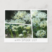 Carte Postale White Spider Lily (Devant)