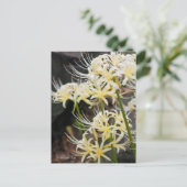 Carte Postale White Spider Lily (Debout devant)