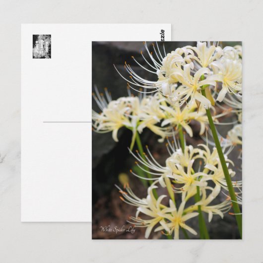 Carte Postale White Spider Lily (Devant / Derrière)