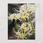 Carte Postale White Spider Lily (Devant)
