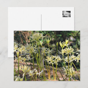 Carte Postale White Spider Lily ポ Rechercher ー ド