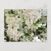 Carte Postale White Spring Blossoms Flower Photography (Devant)