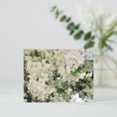Carte Postale White Spring Blossoms Flower Photography (Debout devant)