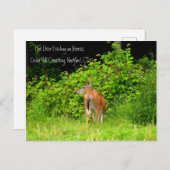 Carte Postale White Tail Doe Deer à Hartford, CT (Devant / Derrière)