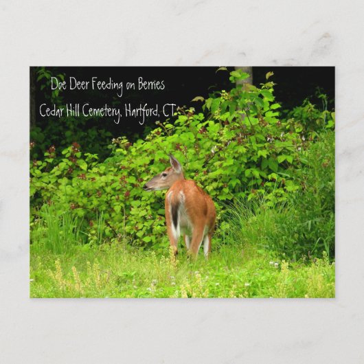 Carte Postale White Tail Doe Deer à Hartford, CT (Devant)