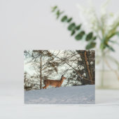 Carte Postale White Tailed (Debout devant)
