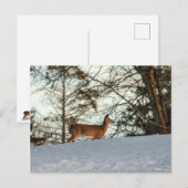 Carte Postale White Tailed (Devant / Derrière)
