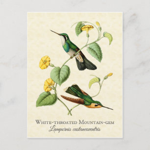 Carte Postale White Throat Mountain Gem Hummingbird Vintage Art