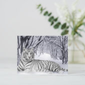 Carte Postale White TIger (Debout devant)