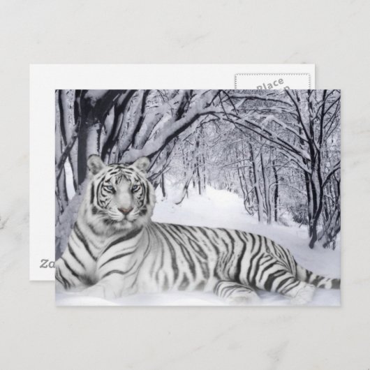 Carte Postale White TIger (Devant / Derrière)