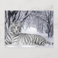 White TIger