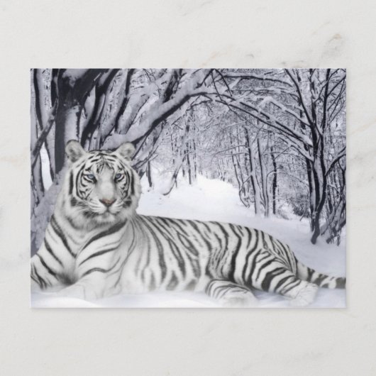 Carte Postale White TIger (Devant)