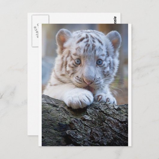Carte Postale White Tiger Cub (Devant / Derrière)