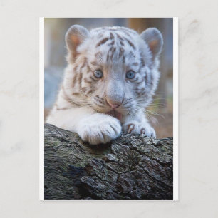 Carte Postale White Tiger Cub