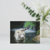 Carte Postale White Tiger Water (Debout devant)