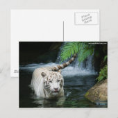 Carte Postale White Tiger Water (Devant / Derrière)