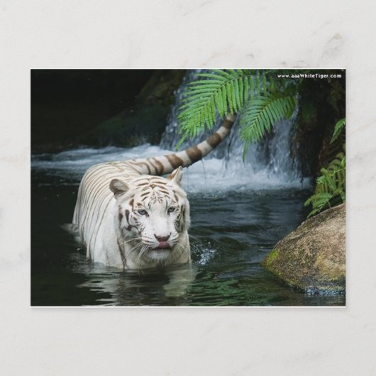 Carte Postale White Tiger Water (Devant)