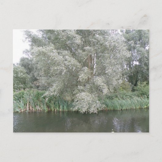 Carte postale White Tree and River Landcape (Devant)