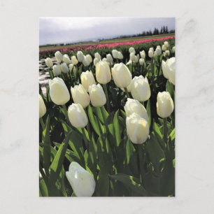 Carte Postale White Tulips à Field, Oregon